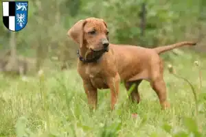 Mehr über den Artikel erfahren Rhodesian Ridgeback Züchter und Welpen in Kulmbach