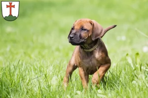 Mehr über den Artikel erfahren Rhodesian Ridgeback Züchter und Welpen in Landsberg am Lech