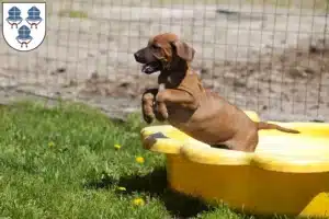 Mehr über den Artikel erfahren Rhodesian Ridgeback Züchter und Welpen in Landshut