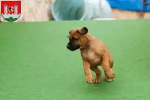 Mehr über den Artikel erfahren Rhodesian Ridgeback Züchter und Welpen in Lauf an der Pegnitz