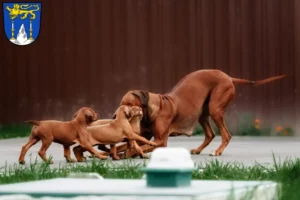 Mehr über den Artikel erfahren Rhodesian Ridgeback Züchter und Welpen in Lichtenfels (Oberfranken)