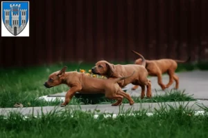 Mehr über den Artikel erfahren Rhodesian Ridgeback Züchter und Welpen in Limburg an der Lahn