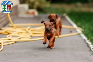 Mehr über den Artikel erfahren Rhodesian Ridgeback Züchter und Welpen in Lindau