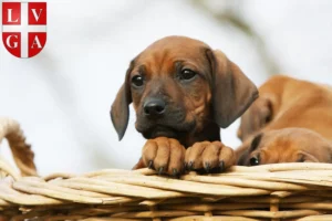 Mehr über den Artikel erfahren Rhodesian Ridgeback Züchter und Welpen in Lugano