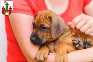 Mehr über den Artikel erfahren Rhodesian Ridgeback Züchter und Welpen in Magdeburg