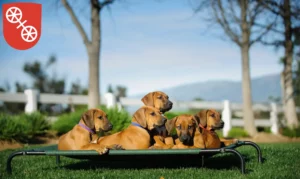 Mehr über den Artikel erfahren Rhodesian Ridgeback Züchter und Welpen in Mainz