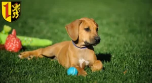 Mehr über den Artikel erfahren Rhodesian Ridgeback Züchter und Welpen in Mannheim