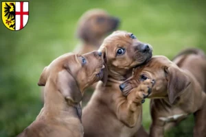 Mehr über den Artikel erfahren Rhodesian Ridgeback Züchter und Welpen in Memmingen