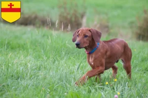 Mehr über den Artikel erfahren Rhodesian Ridgeback Züchter und Welpen in Meppen