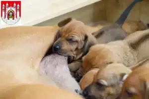 Mehr über den Artikel erfahren Rhodesian Ridgeback Züchter und Welpen in Merseburg