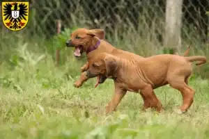 Mehr über den Artikel erfahren Rhodesian Ridgeback Züchter und Welpen in Mosbach