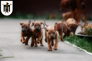 Mehr über den Artikel erfahren Rhodesian Ridgeback Züchter und Welpen in München