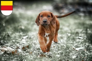 Mehr über den Artikel erfahren Rhodesian Ridgeback Züchter und Welpen in Münster