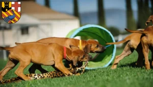 Mehr über den Artikel erfahren Rhodesian Ridgeback Züchter und Welpen in Neuwied