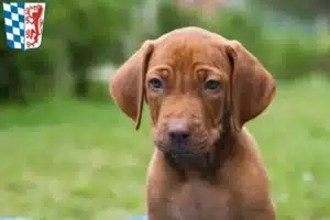 Mehr über den Artikel erfahren Rhodesian Ridgeback Züchter und Welpen in Niederbayern