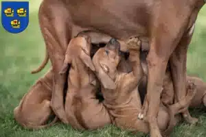 Mehr über den Artikel erfahren Rhodesian Ridgeback Züchter und Welpen in Nordfriesland