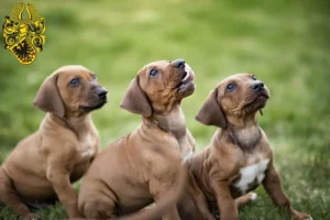 Mehr über den Artikel erfahren Rhodesian Ridgeback Züchter und Welpen in Nordhausen