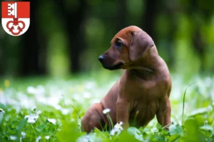 Mehr über den Artikel erfahren Rhodesian Ridgeback Züchter und Welpen in Obwalden