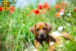 Mehr über den Artikel erfahren Rhodesian Ridgeback Züchter und Welpen im Odenwald