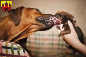 Mehr über den Artikel erfahren Rhodesian Ridgeback Züchter und Welpen in Oldenburg