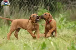 Mehr über den Artikel erfahren Rhodesian Ridgeback Züchter und Welpen in Osterholz-Scharmbeck