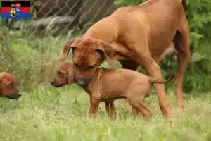 Mehr über den Artikel erfahren Rhodesian Ridgeback Züchter und Welpen in Ostfriesland