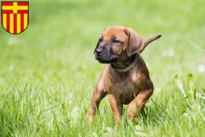 Mehr über den Artikel erfahren Rhodesian Ridgeback Züchter und Welpen in Paderborn