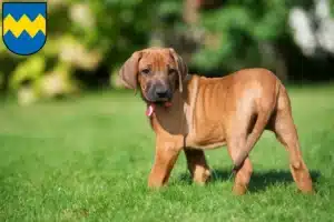 Mehr über den Artikel erfahren Rhodesian Ridgeback Züchter und Welpen in Pfaffenhofen an der Ilm