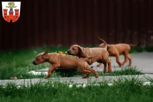 Mehr über den Artikel erfahren Rhodesian Ridgeback Züchter und Welpen in Pirmasens