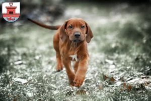 Mehr über den Artikel erfahren Rhodesian Ridgeback Züchter und Welpen in Plön