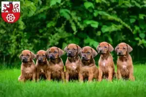 Mehr über den Artikel erfahren Rhodesian Ridgeback Züchter und Welpen in Ratingen