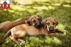 Mehr über den Artikel erfahren Rhodesian Ridgeback Züchter und Welpen in Ratzeburg