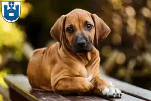 Mehr über den Artikel erfahren Rhodesian Ridgeback Züchter und Welpen in Ravensburg