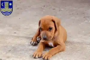 Mehr über den Artikel erfahren Rhodesian Ridgeback Züchter und Welpen in Schleswig