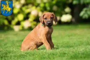 Mehr über den Artikel erfahren Rhodesian Ridgeback Züchter und Welpen in Schwerin