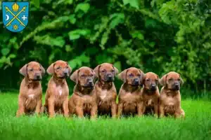 Mehr über den Artikel erfahren Rhodesian Ridgeback Züchter und Welpen in Seelow