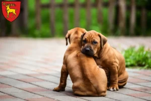 Mehr über den Artikel erfahren Rhodesian Ridgeback Züchter und Welpen in Sigmaringen