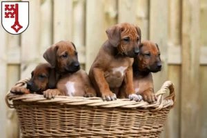 Mehr über den Artikel erfahren Rhodesian Ridgeback Züchter und Welpen in Soest