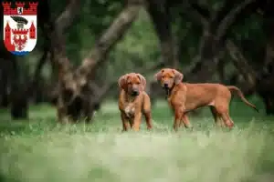 Mehr über den Artikel erfahren Rhodesian Ridgeback Züchter und Welpen in Spandau