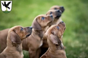 Mehr über den Artikel erfahren Rhodesian Ridgeback Züchter und Welpen in Starnberg