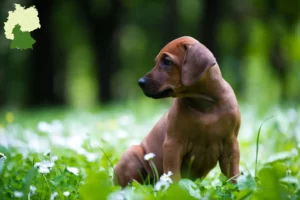 Mehr über den Artikel erfahren Rhodesian Ridgeback Züchter und Welpen in Süddeutschland