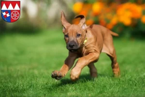 Mehr über den Artikel erfahren Rhodesian Ridgeback Züchter und Welpen in Unterfranken