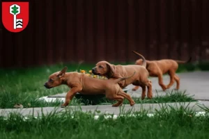 Mehr über den Artikel erfahren Rhodesian Ridgeback Züchter und Welpen in Velbert