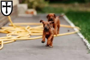 Mehr über den Artikel erfahren Rhodesian Ridgeback Züchter und Welpen in Verden (Aller)