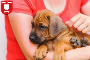 Mehr über den Artikel erfahren Rhodesian Ridgeback Züchter und Welpen in Wesel