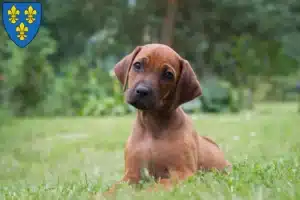 Mehr über den Artikel erfahren Rhodesian Ridgeback Züchter und Welpen in Wiesbaden