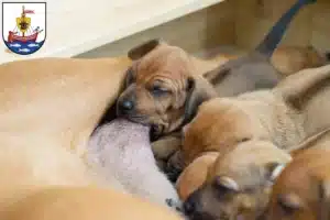 Mehr über den Artikel erfahren Rhodesian Ridgeback Züchter und Welpen in Wismar