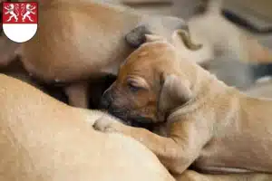 Mehr über den Artikel erfahren Rhodesian Ridgeback Züchter und Welpen in Witten