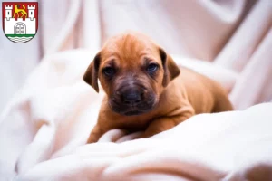 Mehr über den Artikel erfahren Rhodesian Ridgeback Züchter und Welpen in Wolfsburg