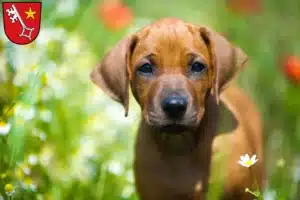 Mehr über den Artikel erfahren Rhodesian Ridgeback Züchter und Welpen in Worms